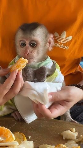 Outstanding Capuchin Monkeys for Adoption
