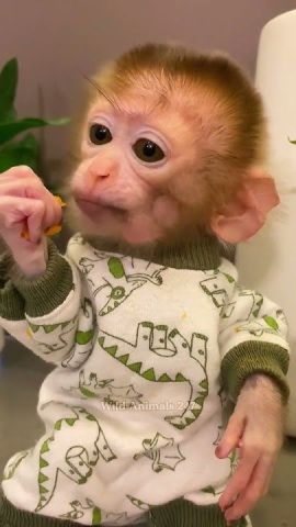 Beautiful Capuchin Monkey for Adoption