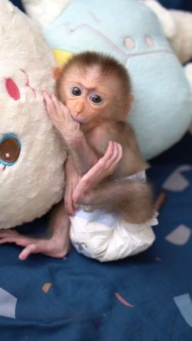 Tame Capuchin Monkeys for Sale