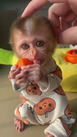 Female Capuchin Monkey for Adoption