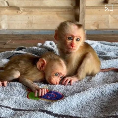 Home Trained Capuchin monkeys for adoption