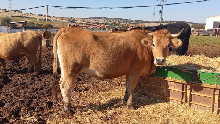 استثمارات شراء مزارع واراضي وفنادق في اسبانيا 2