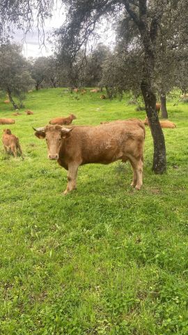 استثمارات شراء مزارع واراضي وفنادق في اسبانيا 3