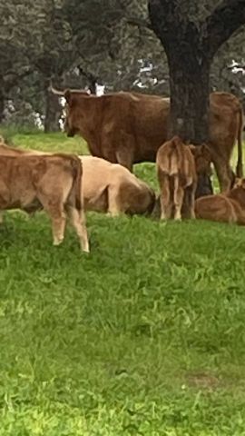 استثمارات شراء مزارع واراضي وفنادق في اسبانيا 4