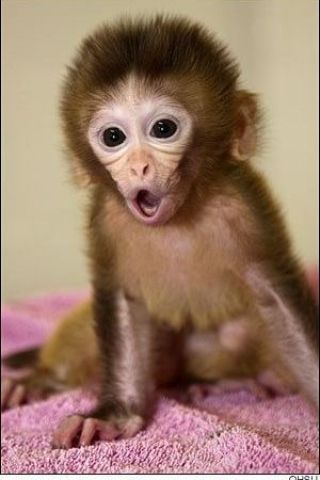 3 months Old Cappuchin Monkey for Sale