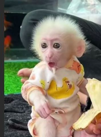 Adorable Capuchin Monkey