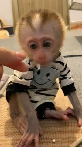 Marvelous Capuchin Monkeys for Sale