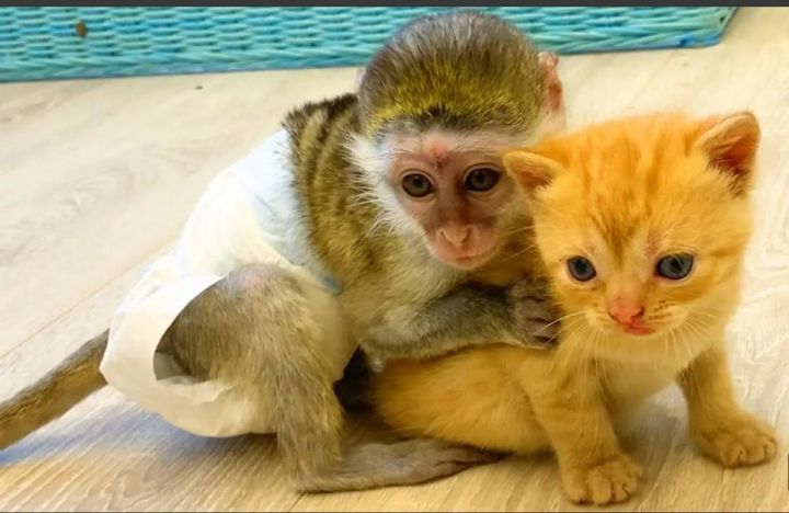 Capuchin Monkeys Available