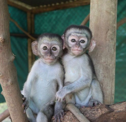3 months Old Cappuchin Monkey for Sale