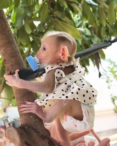 Female Capuchin monkeys available