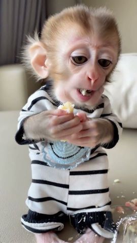 Capuchin Monkey Available
