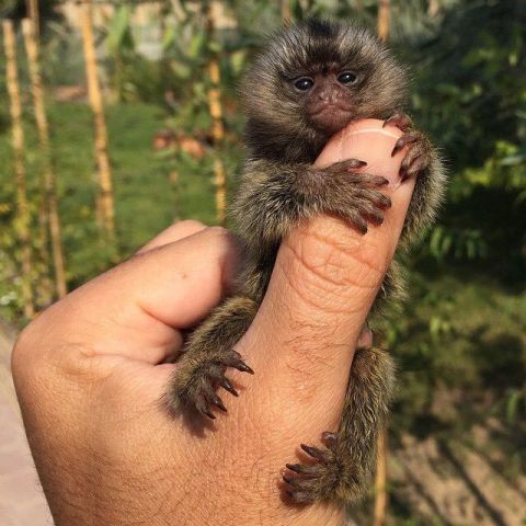 Pygmy Marmoset Monkey Available