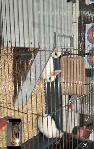 Hotot Dwarf Rabbit ارانب الهوتوت 
