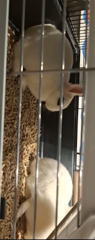 Hotot Dwarf Rabbit ارانب الهوتوت  2
