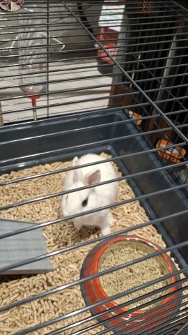 Hotot Dwarf Rabbit ارانب الهوتوت  3