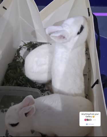 Hotot Dwarf Rabbit ارانب الهوتوت  4