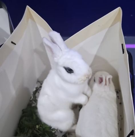Hotot Dwarf Rabbit ارانب الهوتوت  5