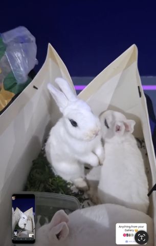 Hotot Dwarf Rabbit ارانب الهوتوت  6