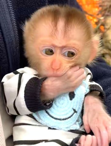 Cute Little Female Capuchin