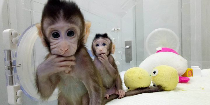 Adorable Female Baby Capuchin Monkey For Adoption