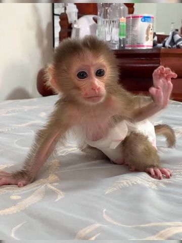 Home Raised Baby Capuchin Monkey For Adoption