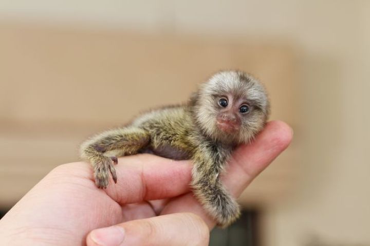 Pygmy Marmoset Monkey Available