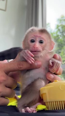 Female Capuchin monkeys available