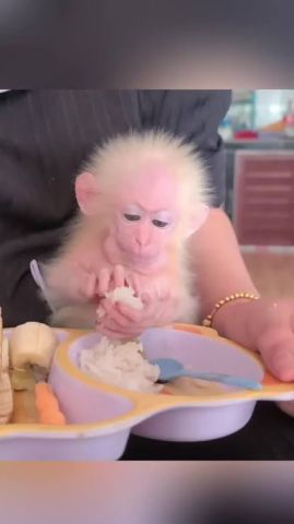 Palyful Capuchin Monkey Looking For A Loving Home