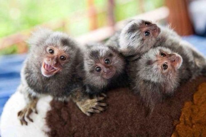 pygmy marmoset monkeys available for adoption.