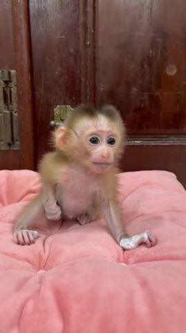 Gorgeous Female Capuchin Monkey