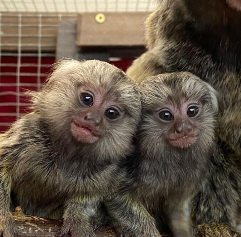 Little Sweet Marmoset Monkey