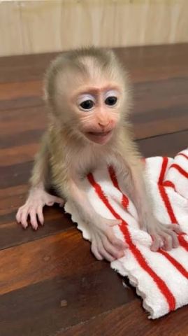 Quality Capuchin Monkeys For Adoption