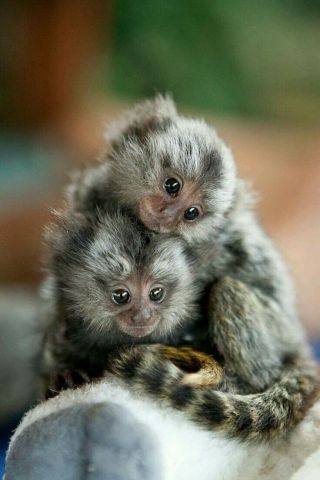 Amazing marmoset Monkeys for Sale