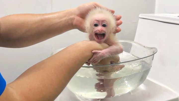 Capuchuin Monkeys