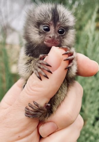 Marmoset Monkeys For Adoption
