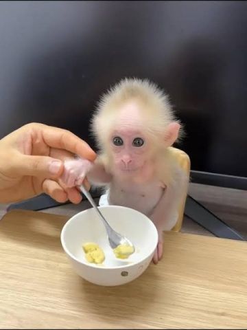 Male and Female Capuchin Monkeys Available