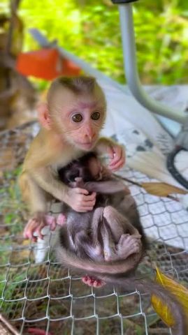 Male and Female Marmoset Monkeys Available