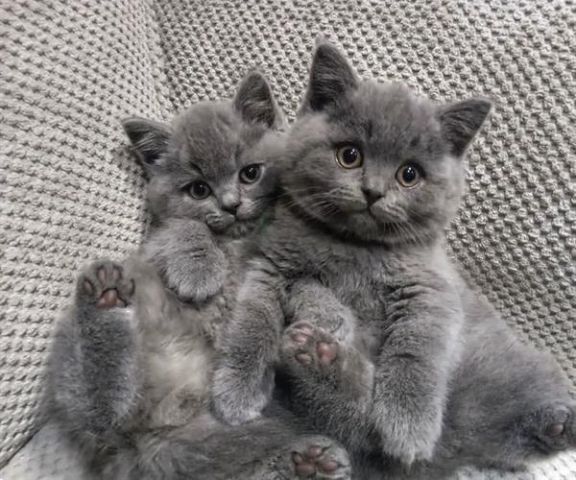 قطط صغيرة مرحة من فصيلة "البريطاني قصير الشعر" (British Shorthair