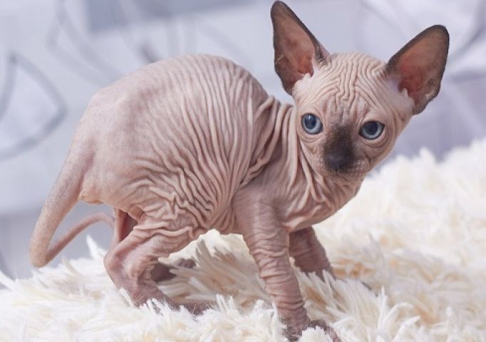 قطط صغيرة جميلة من سلالة "سفينكس" (Sphynx)