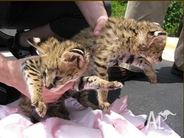 قطط "سيرفال" (Serval) صغيرة للبيع