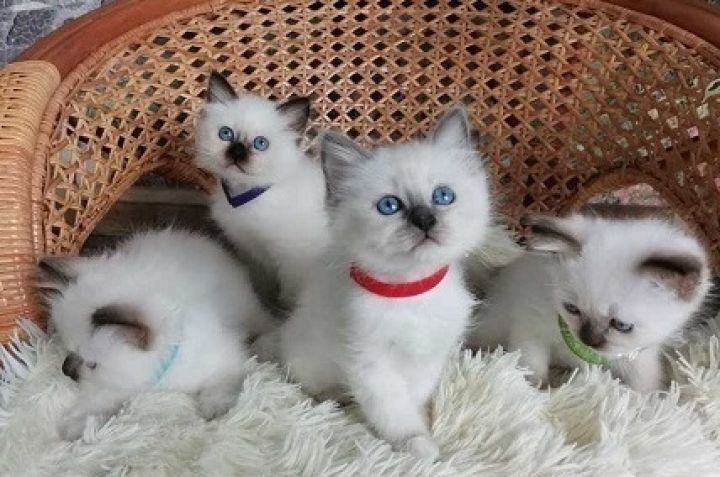 قطط "راغدول" (Ragdoll) صغيرة مُربّاة يدوياً