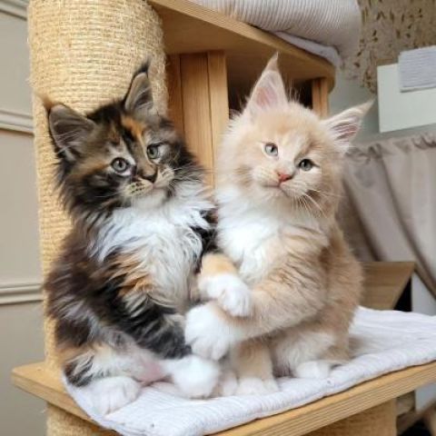 قطط "مين كون" (Maine Coon) صغيرة متاحة للبيع