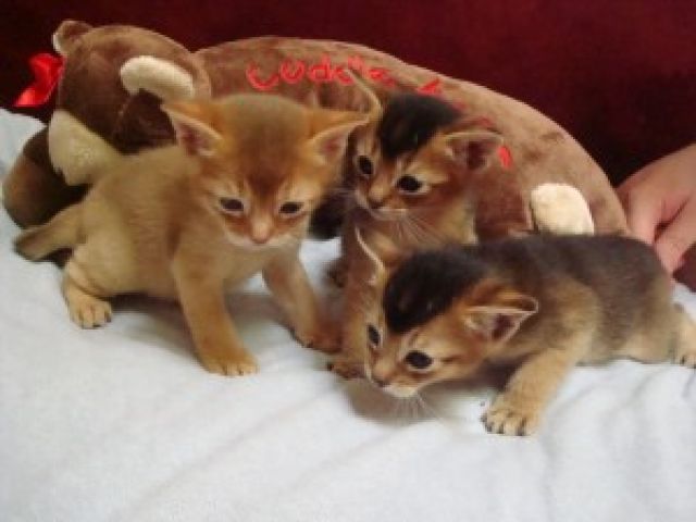 قطط صغيرة جميلة من سلالة الحبشي (Abyssinian) الأصيلة بلون "رادي" 